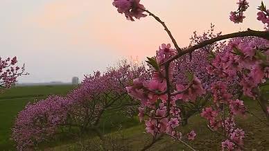 拍摄山涧的桃花开了视频的预览图